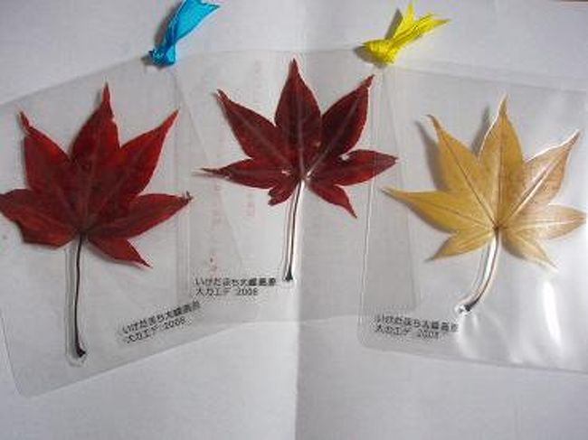 大峰高原自然を守ろう基金の募金お礼に、<br />大カエデの葉っぱをラミネートしたしおりが貰えます。<br /><br />お友達に配ろうと思って、何度も募金してきました♪<br />喜んでくれるといいなぁ♪