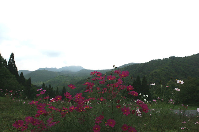 駅から紅葉川渓谷とは逆の方向に有る、<br />『コスモスベルグ』<br />100万本のコスモスを見てみたい〜ぃ!!!<br />そんな訳で行って見ましたが・・・100万本??!^^;
