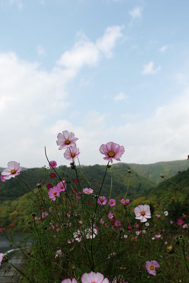 10月の中旬でしたが、もう終わった??!<br />それとも、こんなもの??!<br /><br />