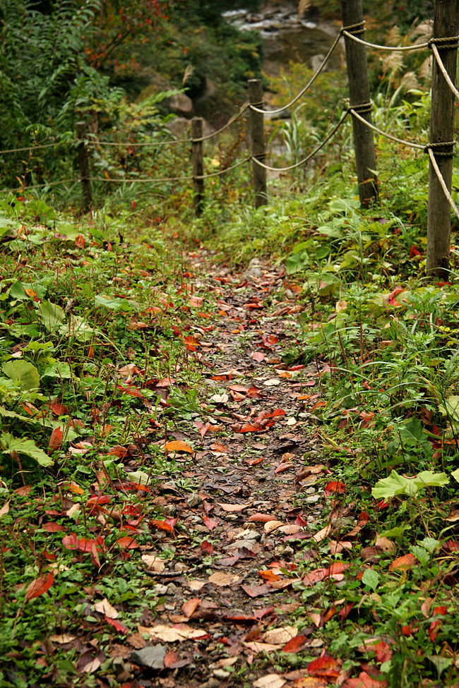 面白山高原駅には、コインロッカーは無くて駅前の食堂<br />の様な場所で、有料で預かったくれるようです。<br />でも私はそのまま預けずに行きました。<br /><br />背中に背負ったリュックの中には、三日分の衣類・洗面<br />道具・折畳み傘・カメラレンズなど・・・<br />少ない荷物を心掛けて来ました。<br />確かに体積は小さいけど、重量が有ります。<br />これが結構体に負担なのですが・・・^^;<br /><br />なので旅行には必ず、バンテリン!