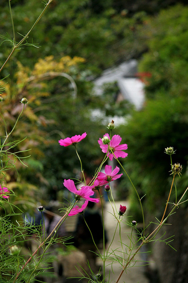 密かに咲く、コスモス♪