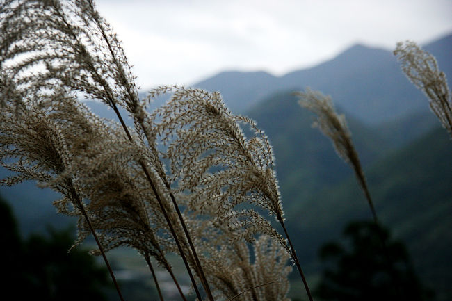 揺れるススキ・・・季節感有ります!