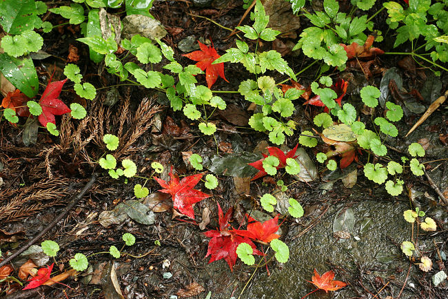 市道沿いの雑草と紅く染まった落ち葉。