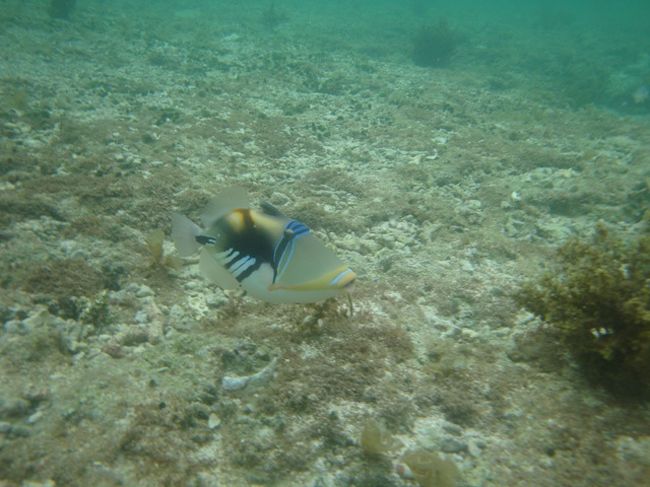 08年9月八重山旅行 黒島編 仲本海岸でモンガラと戦う 西表島 沖縄県 の旅行記 ブログ By Murenekoさん フォートラベル 08年9月八重山旅行 黒島編 仲本海岸でモンガラと戦う 西表島 沖縄県 の旅行記 ブログ By Murenekoさん フォートラベル