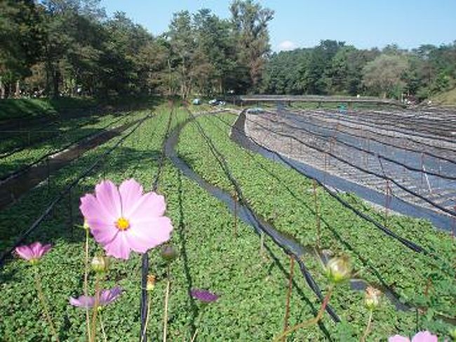 日本最大規模のわさび園です。<br /><br />水温は年間通して12℃。収穫は年間通して行われます。<br />
