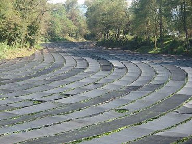 黒いシートが掛けられていて、あまりわさびが見えなかったです。<br /><br />直射日光に弱い為、4月から9月末まで黒い寒冷紗でわさび田を覆うそうです。