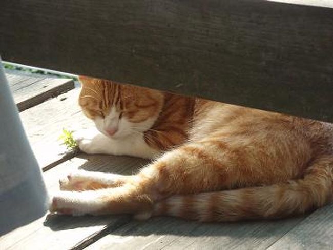 野良猫かなぁ？<br /><br />陽の当たる場所で、お昼寝してました♪