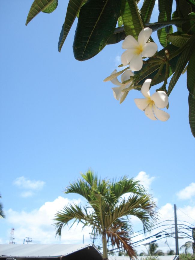 ノースまでやってきたよ。<br /><br />Surf and Seaを覗いたら、ボンジッパーのサングラスが破格の値段で売ってました。<br />友達発狂。<br />なぜなら日本で買っていたから。笑<br /><br />