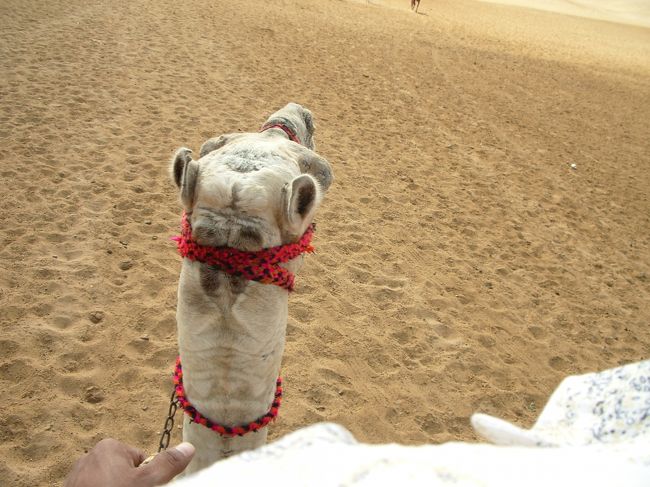 【10月28日】<br />思い出したくない初日。。。（初日だけ長くなってすみません。）<br /><br />まずは9時頃起床。<br />明日の夜にはカイロを発ちたいので、ラメセス駅までチケットを買いに地下鉄で向かった。(1LE=18円)<br /><br />駅が分りづらくちょっと道に迷ったものの、<br />いろいろ聞きまくって<br />カイロ〜アスワン<br />アスワン〜ルクソール<br />のチケットをGET！<br />2等のエアコン付きイス席で　85LE=1530円。安い！<br /><br />なんだぁ。案外簡単にいくもんだなぁっと思ってちょっと余裕が出てくる。<br />シャーイで休憩したあと、午後はギザのピラミッドを見に行くことに。<br /><br /><br />ギザ駅まで地下鉄で、そこからはタクシーで行こうと決め、ギザ駅でタクシーをとめる。<br />乗り込んでから値段交渉をしていると、窓越しにあるエジプト人が声をかけてきた。<br /><br />『タクシー代は20LEみたいだけど、バスで行ったら1.25LEだよ。一緒に行かないかい？』と。<br /><br />ぜったい怪しいと思って無視、いったん出たタクシーに再度乗り込む。<br /><br />そして最後にダメ押しの一言。<br />『君にまかせるよ。わざわざ高いほうを選ぶ理由がわからないけど。。』<br /><br /><br />『。。。。』<br /><br /><br /><br />タクシーを降りてしまった。<br />