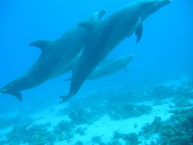 【11月3日】<br />1本目は、練習と思ってカメラは持たず入りました。<br />紅海は、浮力の調整が難しいとは聞いていたけど、、、、ほんとに難しかった＞＜<br />ちょっと空気入れるだけで、ぷかぁ〜って浮いてきちゃう。<br />ウエイトは8キロも必要だし。。<br />ちょっと凹む。<br /><br /><br />そして2本目には見ちゃいましたよぅ！！！！！！<br /><br /><br />イルカちゃん♪♪♪♪♪♪♪♪♪♪♪♪♪♪<br /><br />かなり近くで見れたよ〜。<br />写真うまく取れてないけど、ほんとかわいかった〜。<br /><br />ほんと来てよかった！