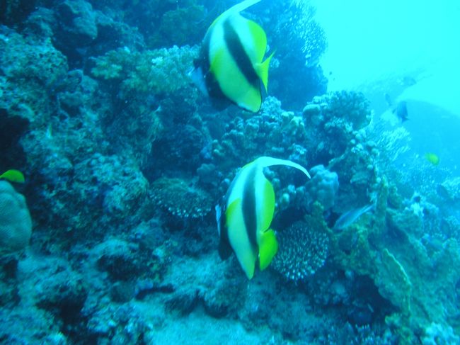 【11月3日〜5日まで】<br />上手に取れてないけど。。。<br /><br />RedSea bannerfish
