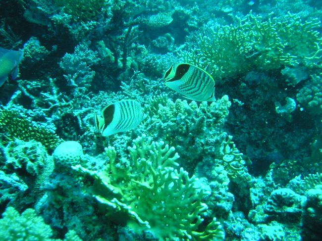 こちらもREDSEA固有魚らしいです。<br /><br />Crown butterfish<br /><br />友禅みたいにキレイ！