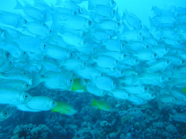 群れに突撃〜〜＝＝＝＝＝＝＝3