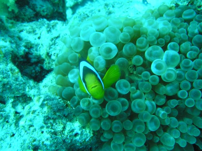 こんにちは〜。こちらも固有種とのこと。