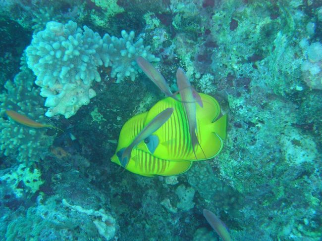 黄色が映えますね。