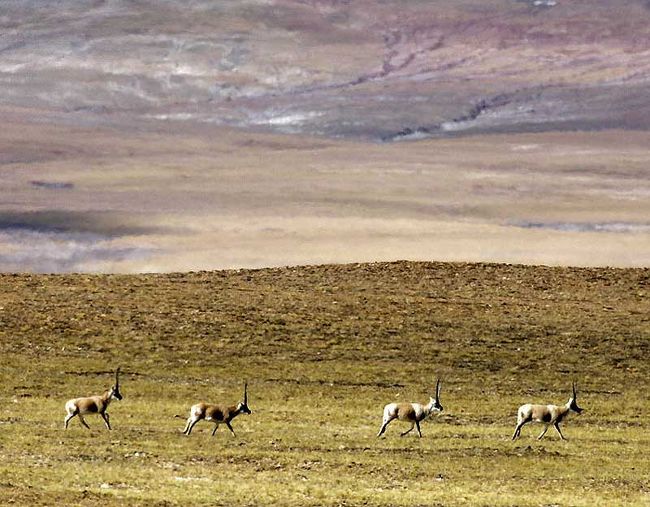 チベットカモシカ