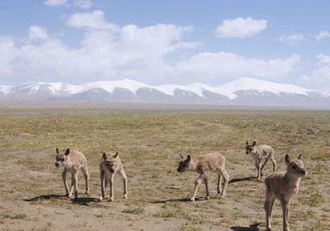 チベットカモシカ