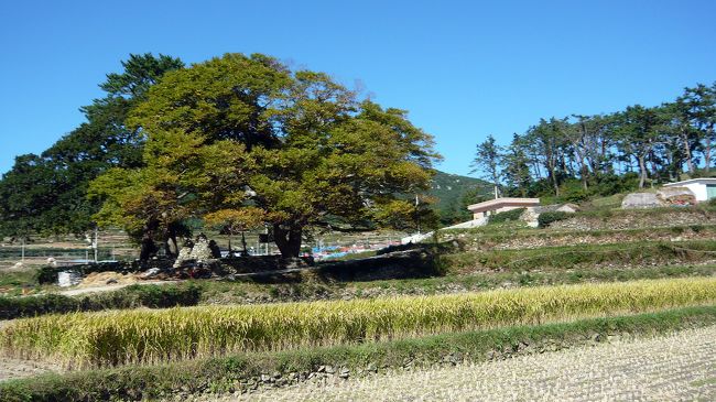 狭い道をくねくねと曲がりながら着いた、枝振りの良い大きな樹木。