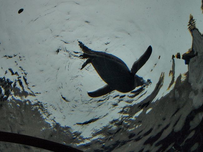 ペンギン早ッッッッ！<br />あっという間に、頭上を去っていきました（泣）