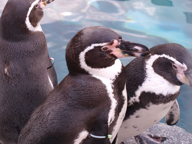 寒さにも負けません、ペンギンですから。。