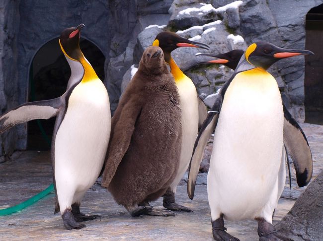 あかちゃん、デカいっっっ！<br />いっちょまえに、片足あげてポーズとってます。。<br /><br />両サイドは親らしく、ずっと一緒に行動してました。<br />「どう、うちの子、すばらしでしょ」<br />って感じ。。<br /><br />そう思って見てると、<br />中〜上流階級の、教育ママ＆パパと、ちょっと小太りな蝶ネクタイでもしてそうな子供・・・のように見えてきてなりませんっ（汗）