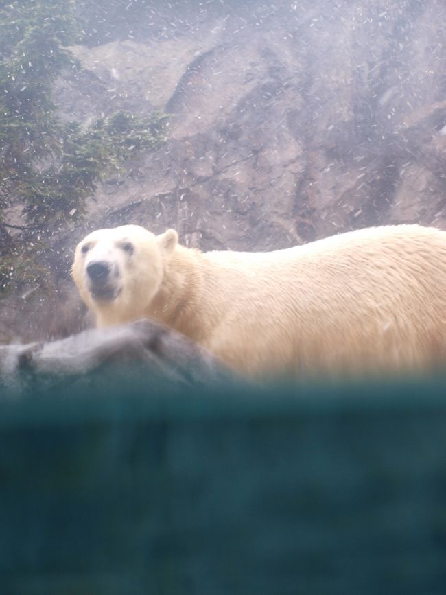 ロックオンされ、ちょっとだけ、獲物のアザラシの気分。<br />ちょっと怖い・・・。<br /><br />でも待てど暮らせど、<br />「ざぶ〜〜〜〜〜〜ん」<br />は、なし（泣）<br /><br />寒いもんね、雪だもんね。。。