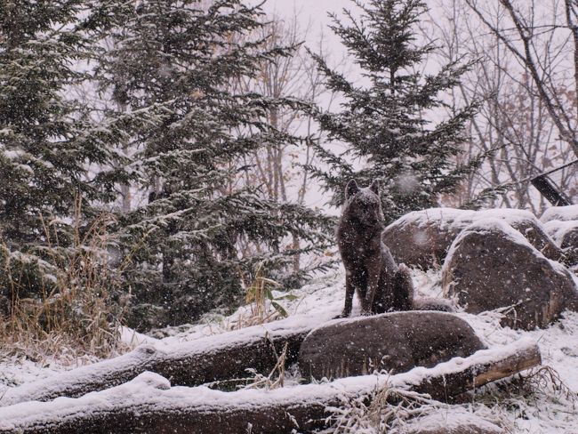 続いて、最近できた「おおかみの森」へ。<br /><br />ここで、「わおーん」ってやってくれたら絵になったのにな。<br />オオカミが間近で見れるスペースもありました。<br />（私の時は誰も近くにいなかったけど）<br /><br /><br />鳴かないよね。。。<br />寒いもんね、雪だもんね。。。
