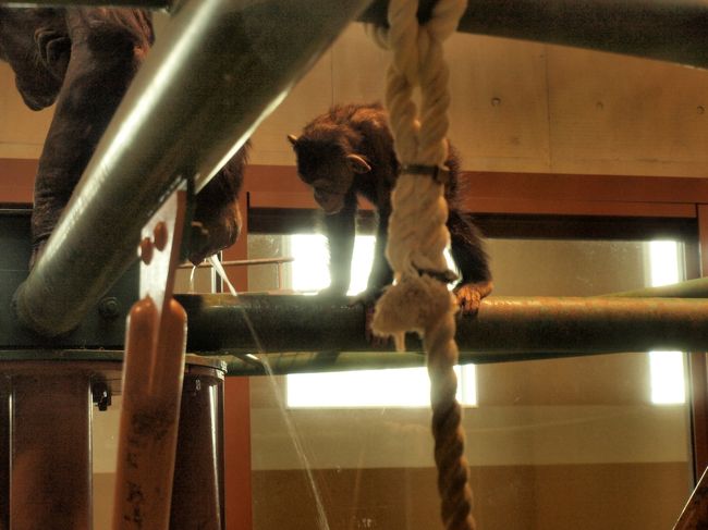 チンパンジー君達も、「チンパンジーの森」ではなく、屋内へ。<br /><br /><br />大人チンパンジーのオシッ◯シーンを、じっと見ているチビッコチンパンジー君。<br />その後、自分も◯シッコしてみてました。学習？？