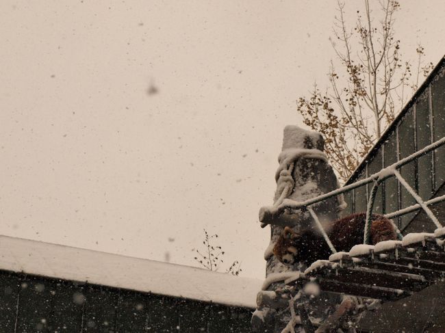 アライグマちゃん達は、雪の中でも元気いっぱい！<br /><br />スタスタと橋を渡ってました。