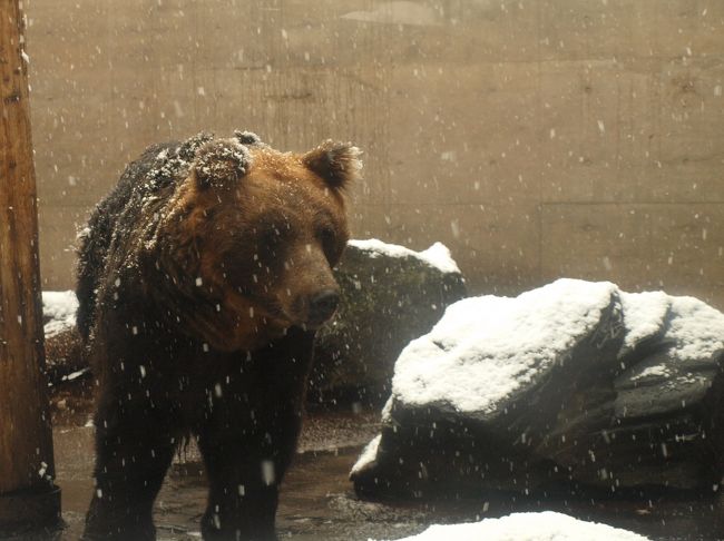 北海道ですもん、ヒグマでしょ。<br /><br />早く素敵な施設を作ってもらえると良いね。<br /><br />でも「ヒグマ館」なんてできたら、、、ちょっと怖いかも？！