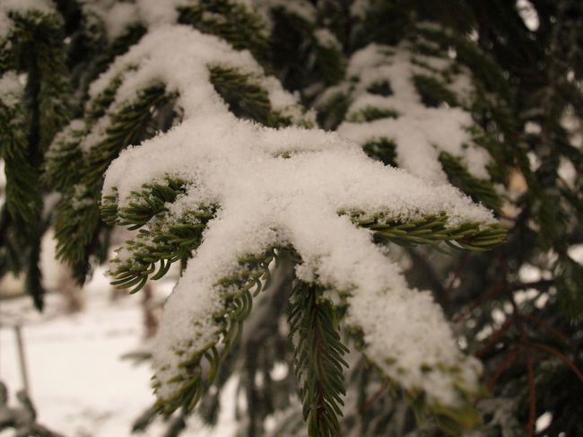 冬期の旭山動物園は15時半で終了です。<br />『橙ヤ』でラーメンを食べて、早々に札幌へ帰りました。<br /><br /><br />次回は、暖かい時に来たいな〜〜♪