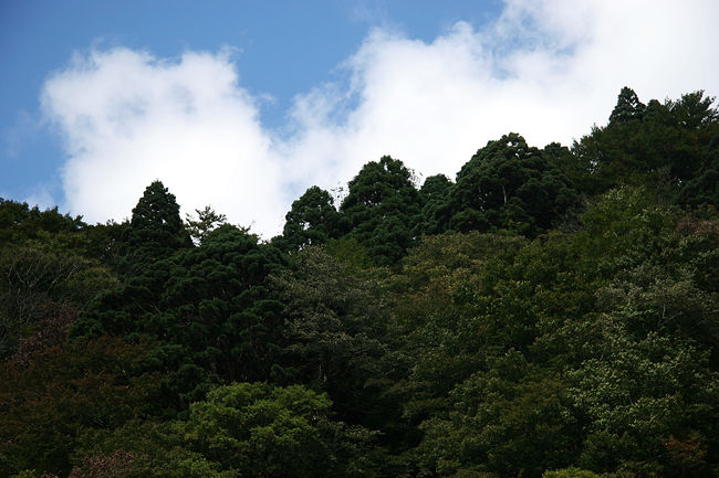 船頭さんが、天然杉と植樹杉の違いを教えてくれました。<br />先端が丸いのが天然杉。<br />まつぼっくりの様で、冬になるとそこに雪が積もり、<br />ブロッコリーの様な姿になる。。らしいです^^<br /><br />ほんとかなぁ??!<br />
