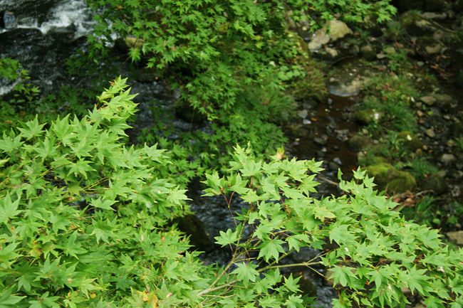 赤く染まると美しいのでしょうね。。。