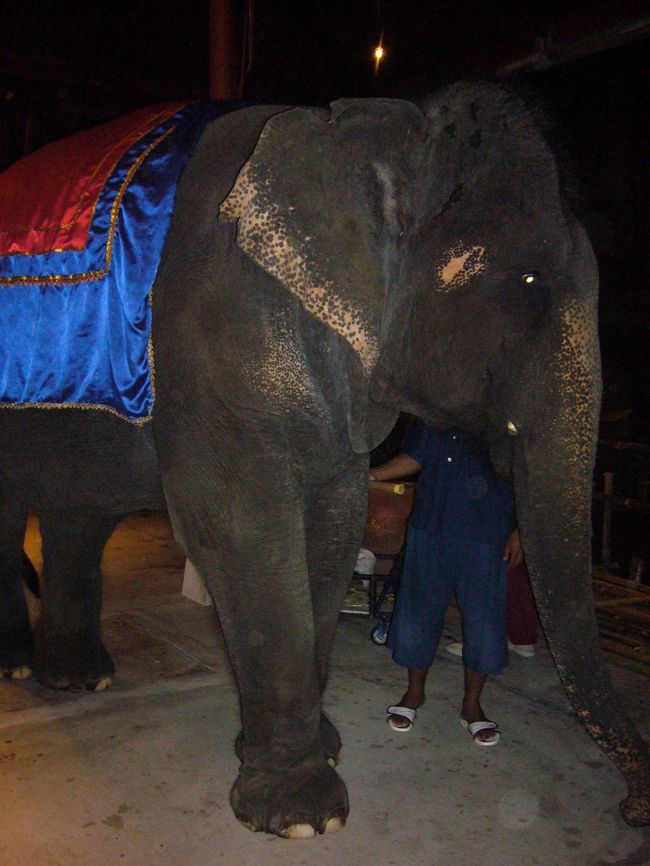 会場には象さんもいました。パオーン！<br /><br />ショーにも登場したり、大活躍の象さん。<br />お疲れ様でした☆