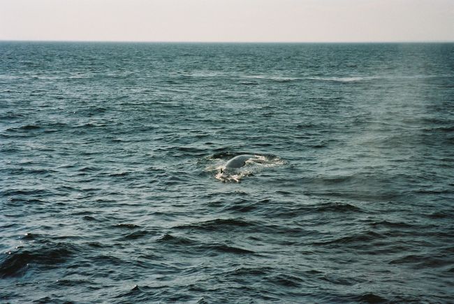 ホエールウォッチング?