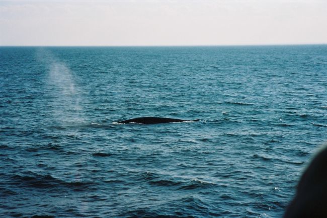 ホエールウォッチング?