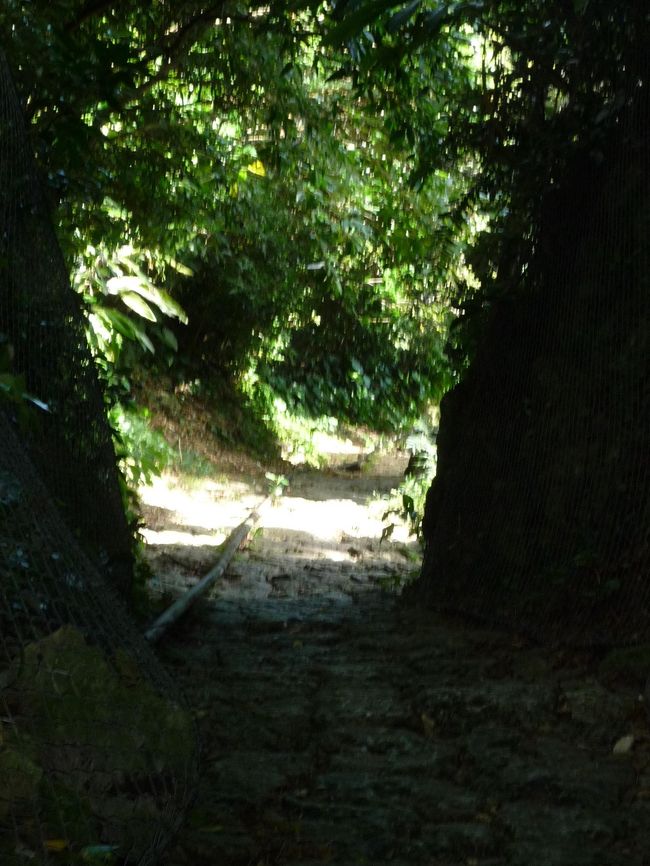 結構急な坂を下ります。<br /><br />石畳でちょっとすべりやすいので<br /><br />歩きやすい靴で