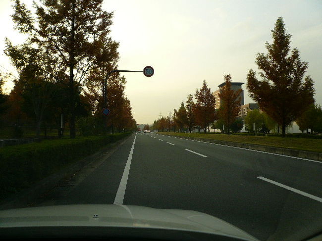 もう夕方です。いかにも新しくできた学園都市って感じの街路樹です。日が落ちるのも早くなりました。