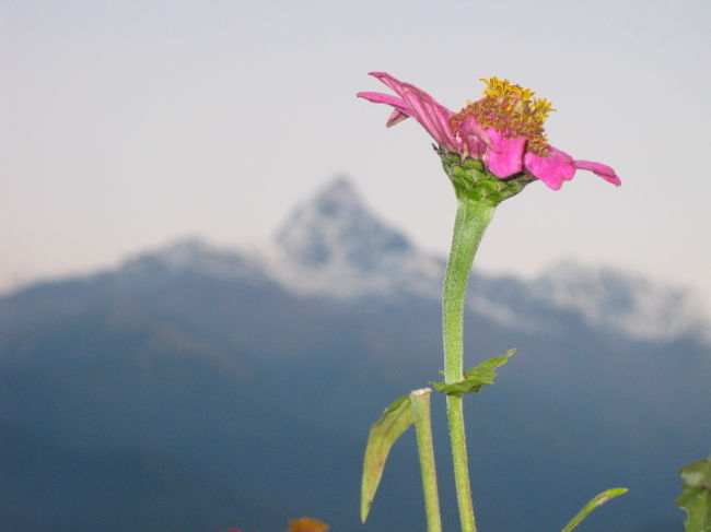 かわいいお花も咲いていました