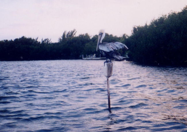 　宿の前ではペリカンが海の上に出た細い棒の上に上手にとまって羽を休めています。<br /><br />　いつか見たタバコの広告に惹かれてやってきたフロリダキーズですが、たった１泊ではあまりにもったいない。<br /><br />　「いつか、もっとゆっくり来たいね。」<br />　「そうだね。」