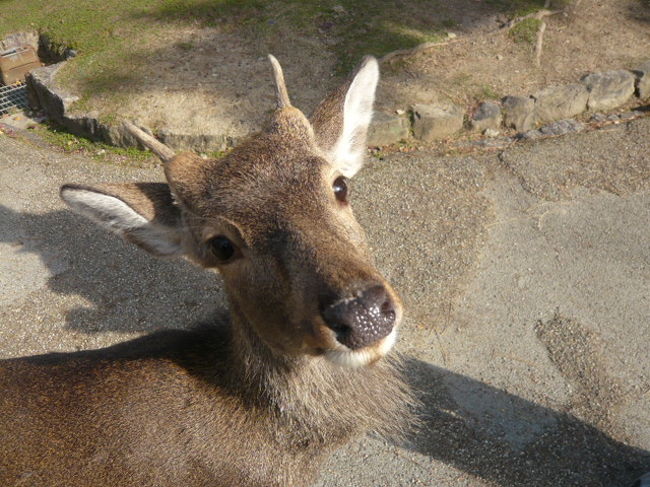 奈良公園に来たら、鹿と遊ぶ！！<br />まず、鹿せんべいを買って鹿と追いかけっこを楽しみます。<br /><br />この時期の鹿は発情期のようで、あちこちで「きゅぃ〜ん」と叫んで暴走する光景が・・・・