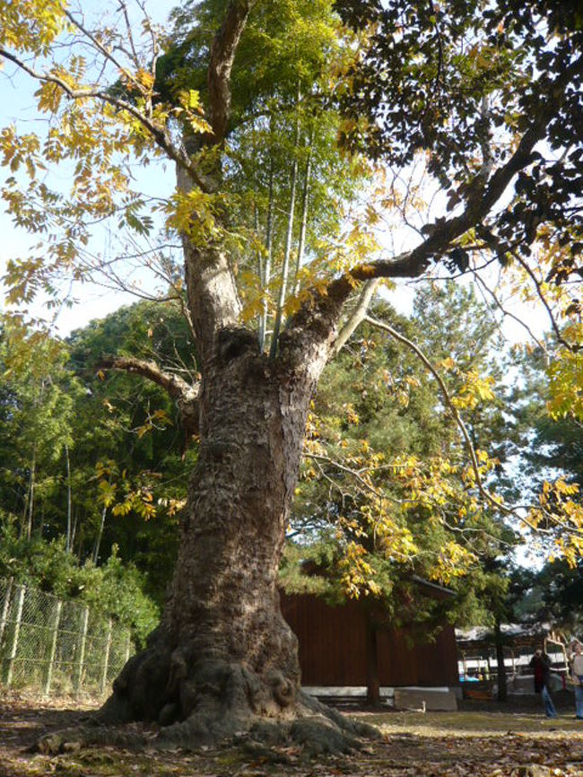 樹齢約３００年といわれる「ムクの木」<br /><br />木の上に竹がはえています。<br />ムクを守る為に、もうすぐ竹は切られてしまうそうです。<br />