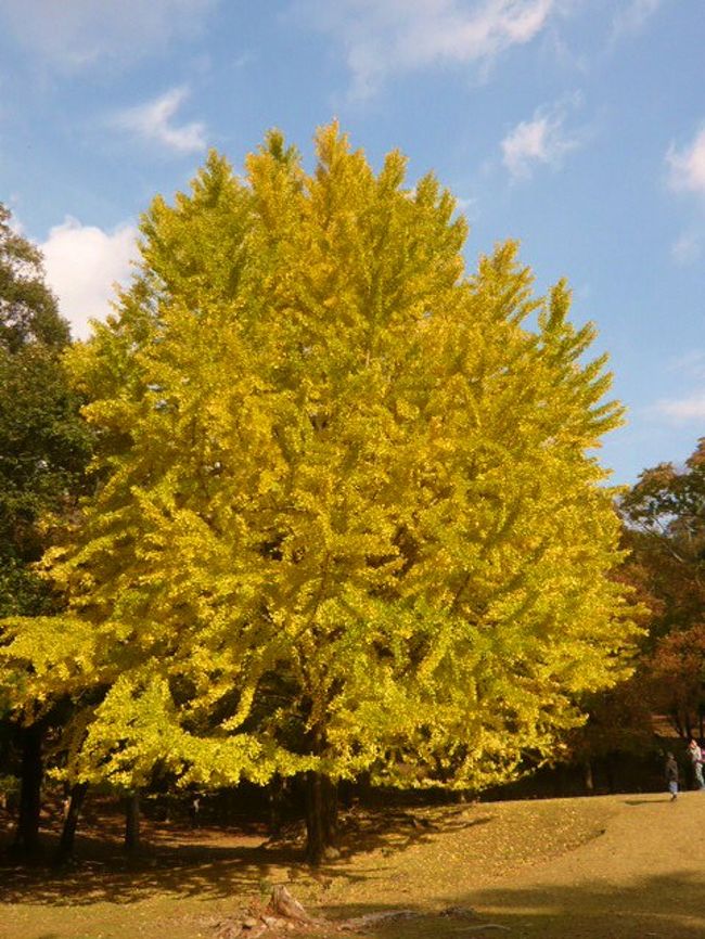 この時期のイチョウは最高に鮮やかできれいです！！<br />奈良公園の中でも一番のお気に入りスポットです。