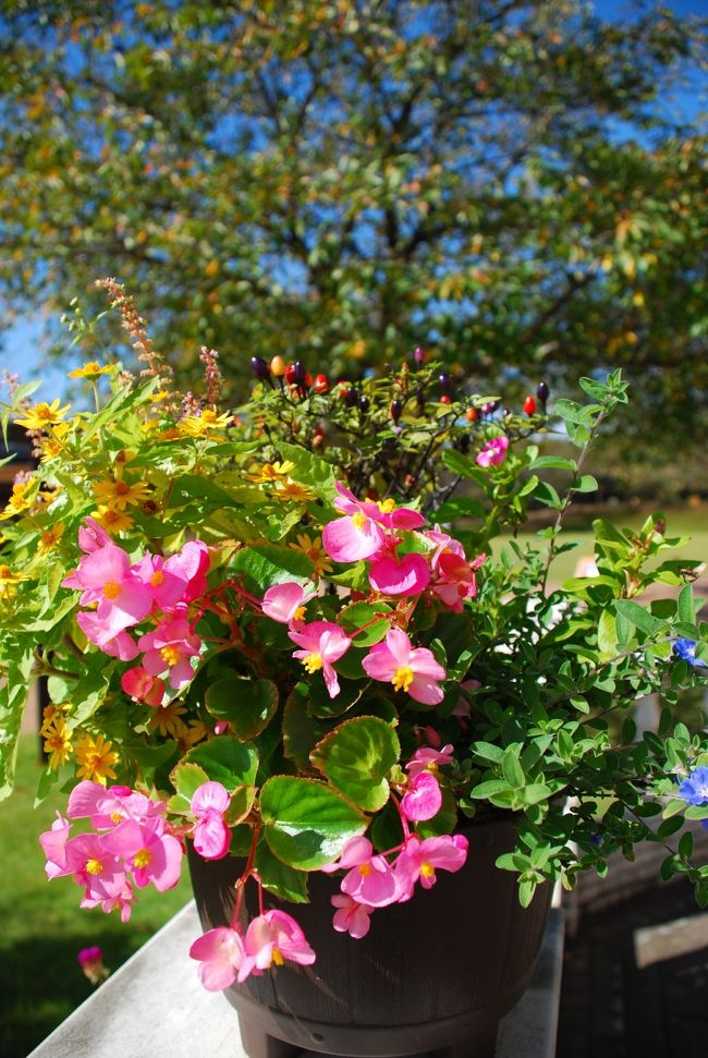 きちんと手入れが行き届いていて、来る人たちの目を癒してくれる。