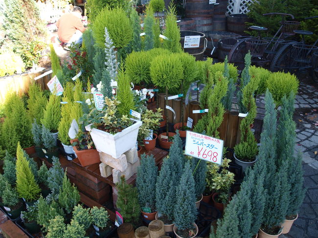 家庭用にもみの木も売ってました