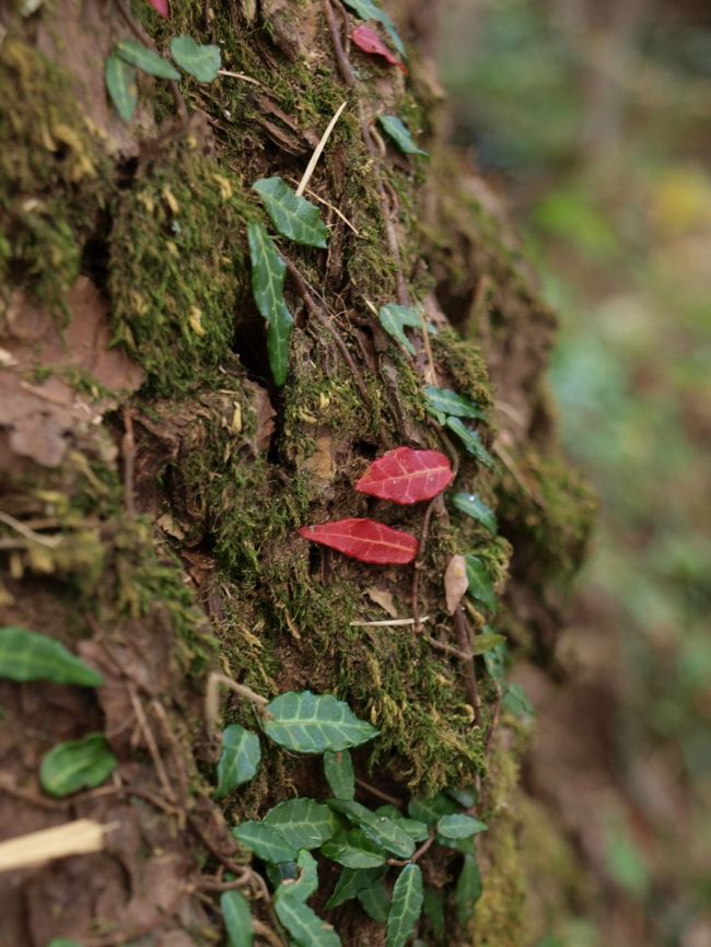 小さい秋見つけた。<br /><br />ツタもきちんと紅葉するんだね。。