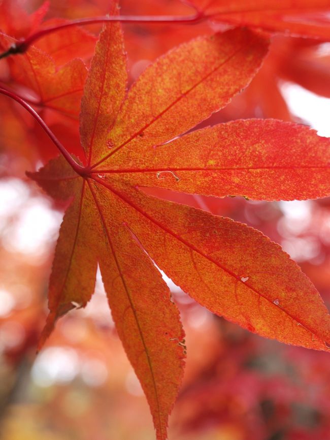 赤ちゃんの手のような紅葉。<br /><br />葉脈が、この葉の生命力を物語ってます。