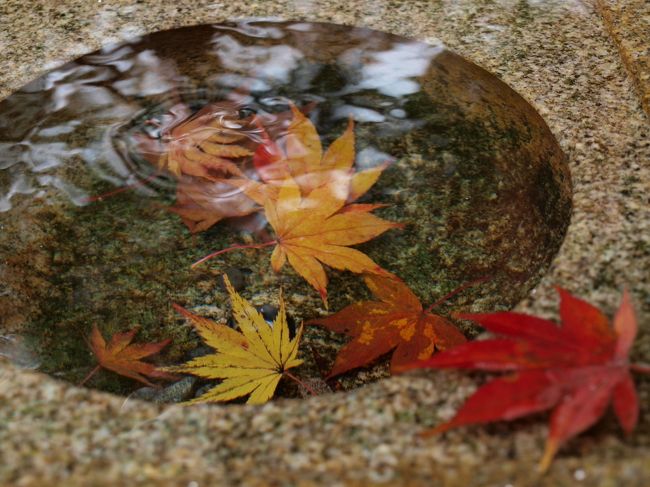 水にふれると、より一層、鮮やかに色を増します。
