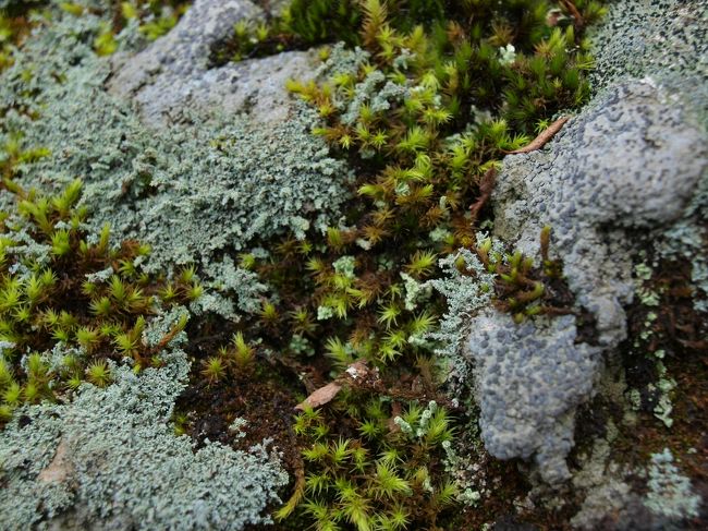 苔にも色々と種類があるようで、<br />とても神秘的。<br /><br />地球外の未知なる惑星みたい。