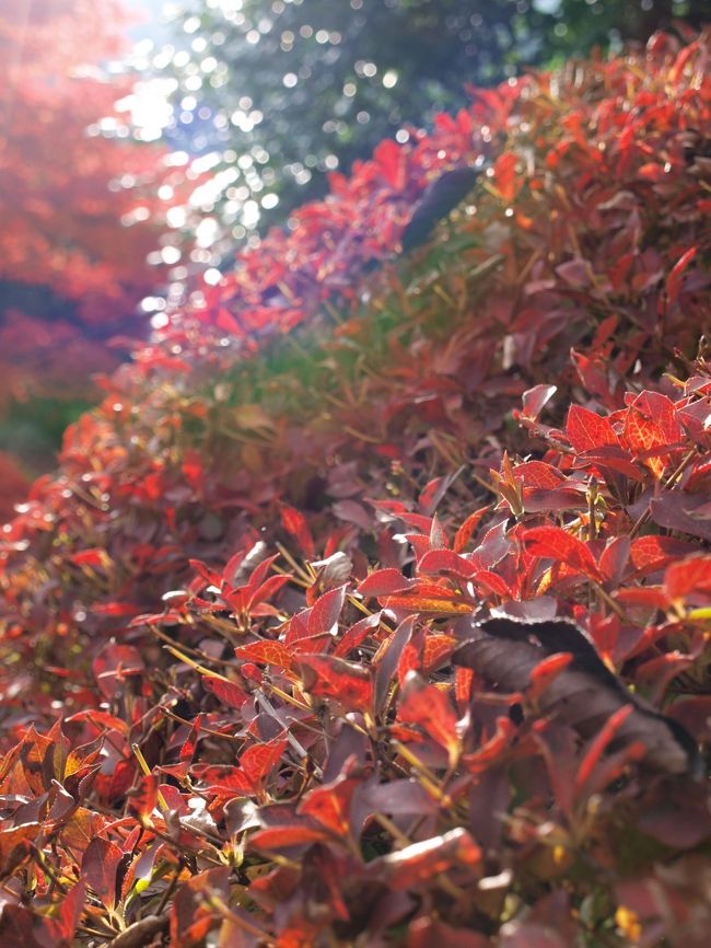 日の光を浴びて